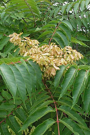 Ailanthus altissima \ Chinesischer Gtterbaum / Tree of Heaven, D Mannheim 28.6.2007