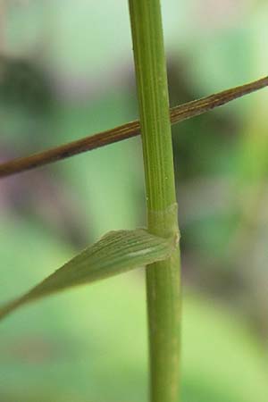 Agrostis gigantea \ Riesen-Straugras, Fiorin-Gras / Black Bentgrass, Redtop, D Brensbach 2.7.2013