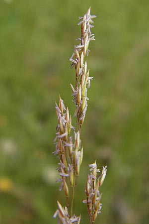 Agrostis gigantea \ Riesen-Straugras, Fiorin-Gras / Black Bentgrass, Redtop, D Brensbach 2.7.2013