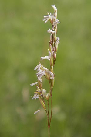 Agrostis gigantea \ Riesen-Straugras, Fiorin-Gras / Black Bentgrass, Redtop, D Brensbach 2.7.2013
