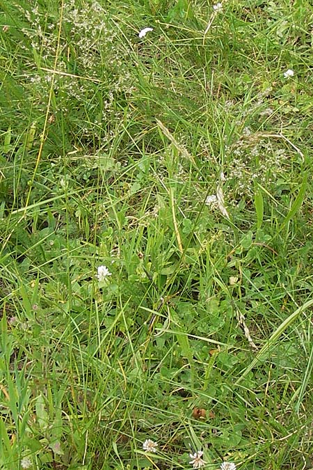 Agrostis gigantea \ Riesen-Straugras, Fiorin-Gras / Black Bentgrass, Redtop, D Brensbach 2.7.2013