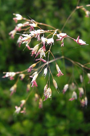 Deschampsia flexuosa \ Draht-Schmiele / Wavy Hair Grass, D Rhön, Milseburg 6.7.2013