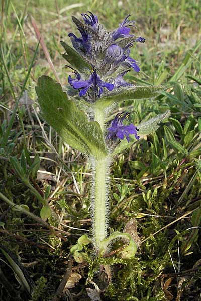 Ajuga genevensis \ Genfer Gnsel, Heide-Gnsel / Blue Bugle, D Schwetzingen 12.5.2006