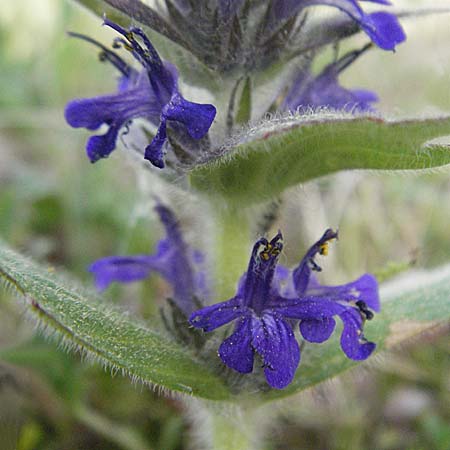 Ajuga genevensis \ Genfer Gnsel, Heide-Gnsel / Blue Bugle, D Schwetzingen 12.5.2006