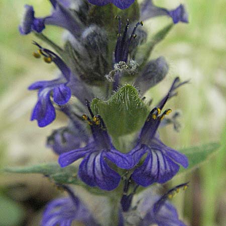 Ajuga genevensis \ Genfer Gnsel, Heide-Gnsel / Blue Bugle, D Schwetzingen 12.5.2006