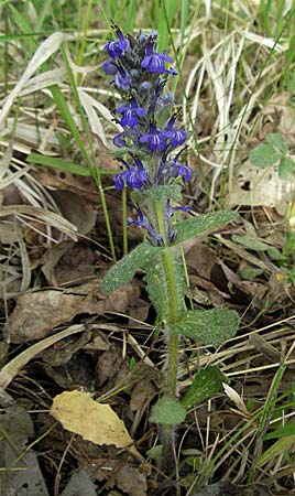 Ajuga genevensis \ Genfer Gnsel, Heide-Gnsel / Blue Bugle, D Schwetzingen 12.5.2006