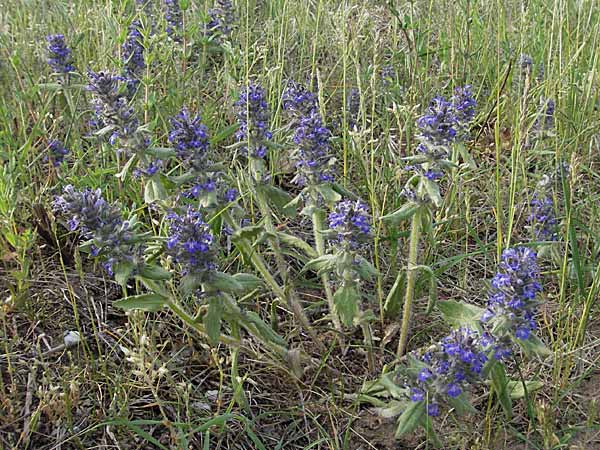 Ajuga genevensis \ Genfer Gnsel, Heide-Gnsel / Blue Bugle, D Schwetzingen 12.5.2006