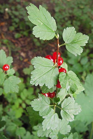 Ribes alpinum \ Alpen-Johannisbeere / Mountain Currant, D Thüringen, Weimar 8.8.2013