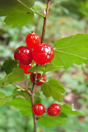 Ribes alpinum \ Alpen-Johannisbeere / Mountain Currant, D Thüringen, Weimar 8.8.2013