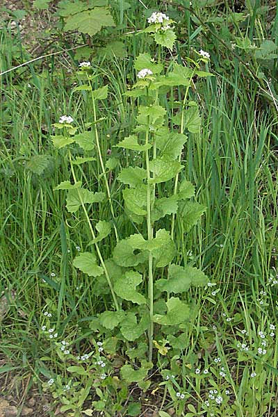 Alliaria petiolata \ Knoblauch-Rauke, Knoblauch-Hederich / Garlic Mustard, D Bensheim 29.4.2006