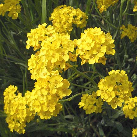 Aurinia saxatilis subsp. saxatilis \ Felsen-Steinkraut / Basket of Gold, Goldentuft Alyssum, D Bruchsal 7.5.2006