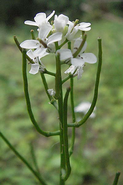 Alliaria petiolata \ Knoblauch-Rauke, Knoblauch-Hederich / Garlic Mustard, D Bensheim 15.5.2006