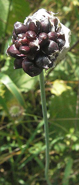 Allium scorodoprasum \ Schlangen-Lauch / Sand Leek, D Lampertheim 15.6.2006