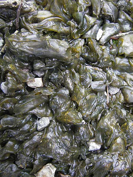 Nostoc commune \ Gew&ouml;hnliche Blau-Alge / Fallen Star, D Weinheim an der Bergstra&szlig;e 2.8.2006