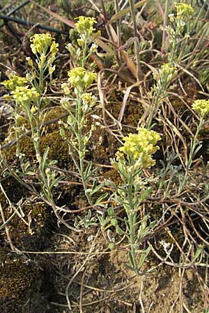 Alyssum montanum subsp. gmelinii \ Gmelins Berg-Steinkraut / Mountain Alison, Mountain Madwort, D Sandhausen 23.4.2007
