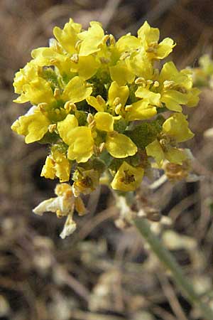 Alyssum montanum subsp. gmelinii \ Gmelins Berg-Steinkraut / Mountain Alison, Mountain Madwort, D Sandhausen 23.4.2007