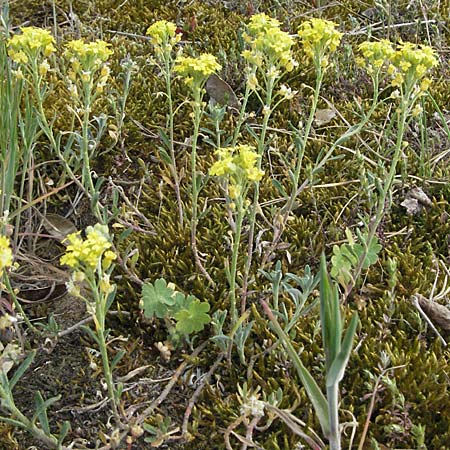 Alyssum montanum subsp. gmelinii \ Gmelins Berg-Steinkraut / Mountain Alison, Mountain Madwort, D Sandhausen 23.4.2007