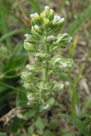 Alyssum alyssoides \ Kelch-Steinkraut / Small Alison, Pale Madwort, D Viernheim 26.5.2007