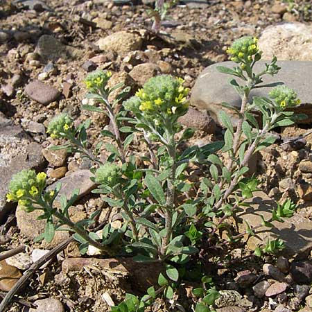 Alyssum alyssoides \ Kelch-Steinkraut / Small Alison, Pale Madwort, D Rheinhessen, Flonheim 26.4.2008