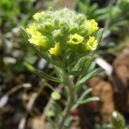 Alyssum alyssoides \ Kelch-Steinkraut / Small Alison, Pale Madwort, D Rheinhessen, Flonheim 26.4.2008