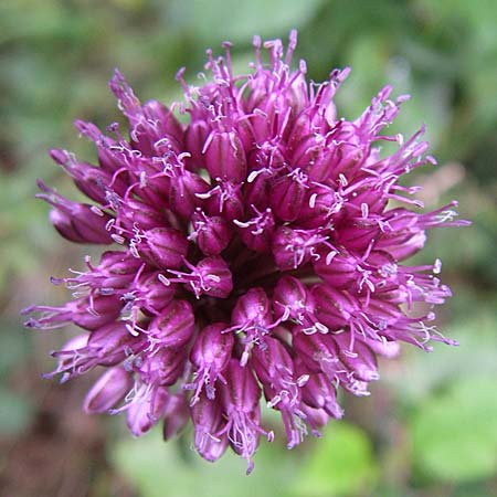 Allium sphaerocephalon \ Kugel-Lauch / Round-Headed Leek, D Sasbach am Kaiserstuhl 12.7.2008