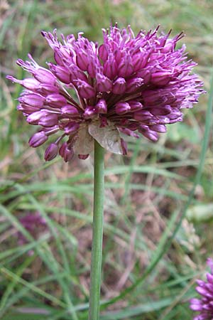 Allium sphaerocephalon \ Kugel-Lauch / Round-Headed Leek, D Sasbach am Kaiserstuhl 12.7.2008