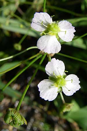 Alisma plantago-aquatica \ Gewhnlicher Froschlffel, D Eisenberg 17.8.2008