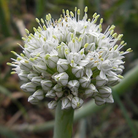 Allium cepa \ Kchen-Zwiebel, Sommer-Zwiebel / Onion, D Groß-Gerau 20.6.2009