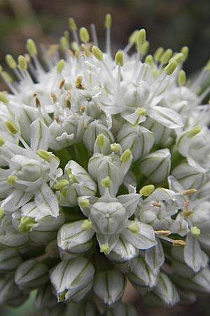 Allium cepa \ Kchen-Zwiebel, Sommer-Zwiebel / Onion, D Groß-Gerau 20.6.2009