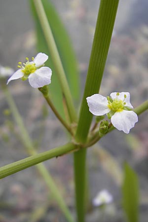 Alisma plantago-aquatica \ Gewhnlicher Froschlffel, D Groß-Gerau 20.6.2009