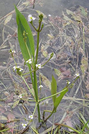 Alisma plantago-aquatica \ Gewhnlicher Froschlffel, D Groß-Gerau 20.6.2009