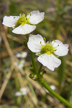 Alisma plantago-aquatica \ Gewhnlicher Froschlffel, D Groß-Gerau 20.6.2009