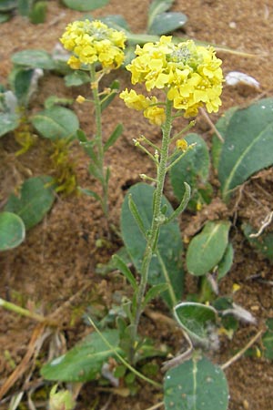 Alyssum montanum subsp. gmelinii \ Gmelins Berg-Steinkraut / Mountain Alison, Mountain Madwort, D Karlstadt 1.5.2010