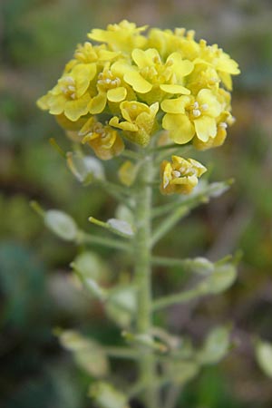 Alyssum montanum subsp. gmelinii \ Gmelins Berg-Steinkraut / Mountain Alison, Mountain Madwort, D Karlstadt 1.5.2010