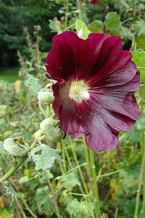 Alcea rosea \ Stockrose / Common Hollyhock, D Botan. Gar.  Universit.  Mainz 13.9.2008