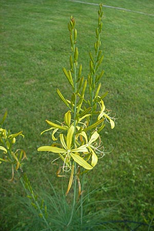 Asphodeline liburnica \ Liburnische Junkerlilie / Lesser Yellow Asphodel, Jacob's Rod, D   23.6.2012