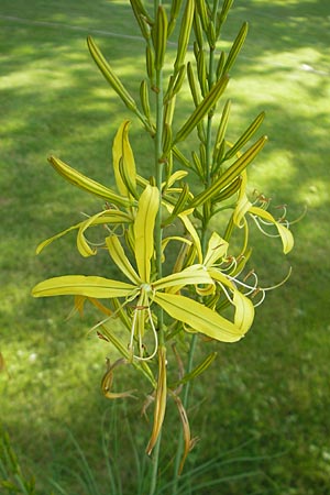 Asphodeline liburnica \ Liburnische Junkerlilie / Lesser Yellow Asphodel, Jacob's Rod, D   23.6.2012