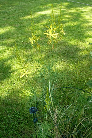 Asphodeline liburnica \ Liburnische Junkerlilie / Lesser Yellow Asphodel, Jacob's Rod, D   23.6.2012