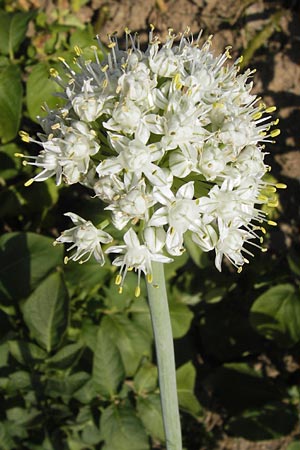 Allium cepa \ Kchen-Zwiebel, Sommer-Zwiebel / Onion, D Gladenbach 17.8.2013
