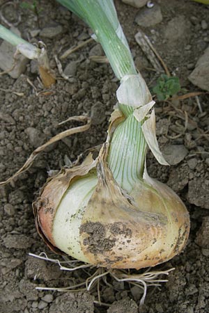 Allium cepa \ Kchen-Zwiebel, Sommer-Zwiebel / Onion, D Gladenbach 17.8.2013