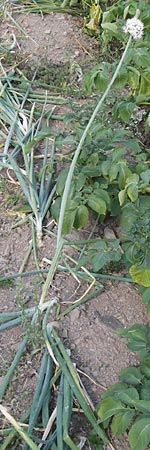 Allium cepa \ Kchen-Zwiebel, Sommer-Zwiebel / Onion, D Gladenbach 17.8.2013