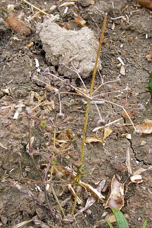 Alisma lanceolatum \ Lanzettblttriger Froschlffel / Water-Plantain, D Philippsburg 28.9.2013