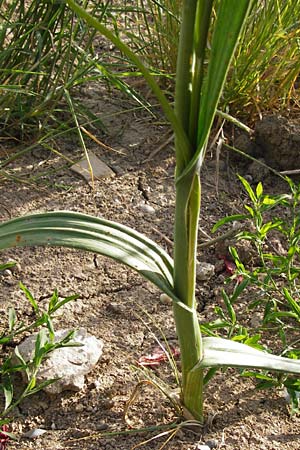 Allium rotundum \ Kugeliger Lauch / Sand Leek, D Lampertheim 20.5.2014