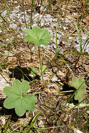 Alchemilla vulgaris agg. ? \ Gewhnlicher Frauenmantel / Lady's Mantle, D Zwiesel 9.6.2014
