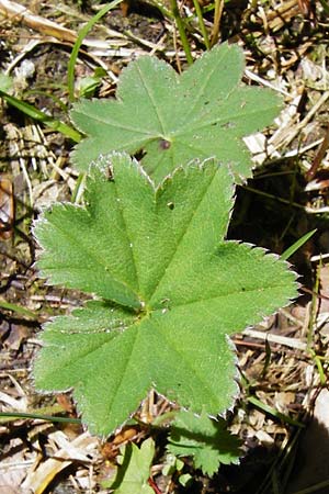 Alchemilla vulgaris agg. ? \ Gewhnlicher Frauenmantel / Lady's Mantle, D Zwiesel 9.6.2014
