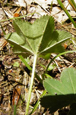 Alchemilla vulgaris agg. ? \ Gewhnlicher Frauenmantel / Lady's Mantle, D Zwiesel 9.6.2014