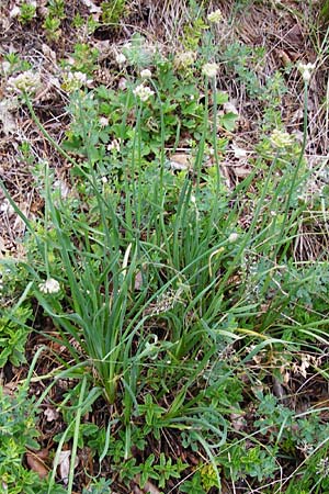 Allium senescens subsp. montanum \ Berg-Lauch / Mountain Garlic, German Garlic, D Fridingen 8.7.2014