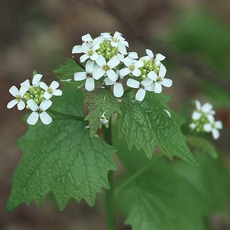 Alliaria petiolata \ Knoblauch-Rauke, Knoblauch-Hederich / Garlic Mustard, D Mannheim 1.5.2006
