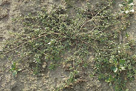 Amaranthus blitoides \ Westamerikanischer Amaranth / Prostrate Pigweed, D Mannheim-Sandhofen 27.7.2006