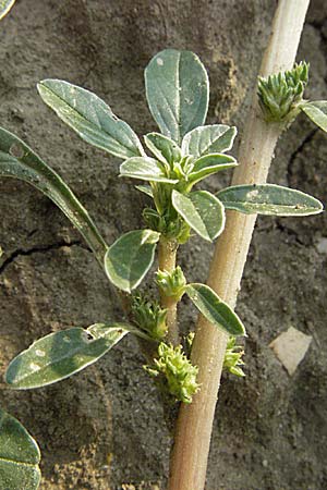 Amaranthus blitoides \ Westamerikanischer Amaranth / Prostrate Pigweed, D Mannheim-Sandhofen 27.7.2006